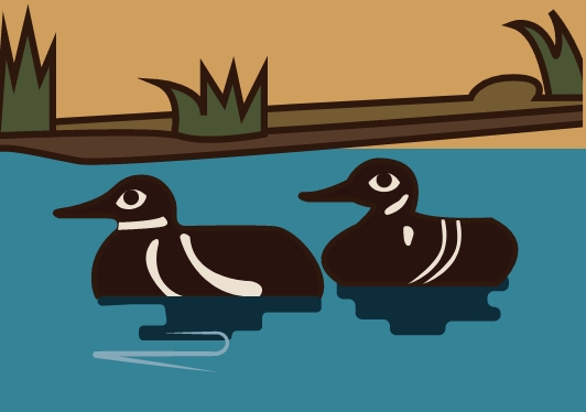 two ducks swimming on the blue river